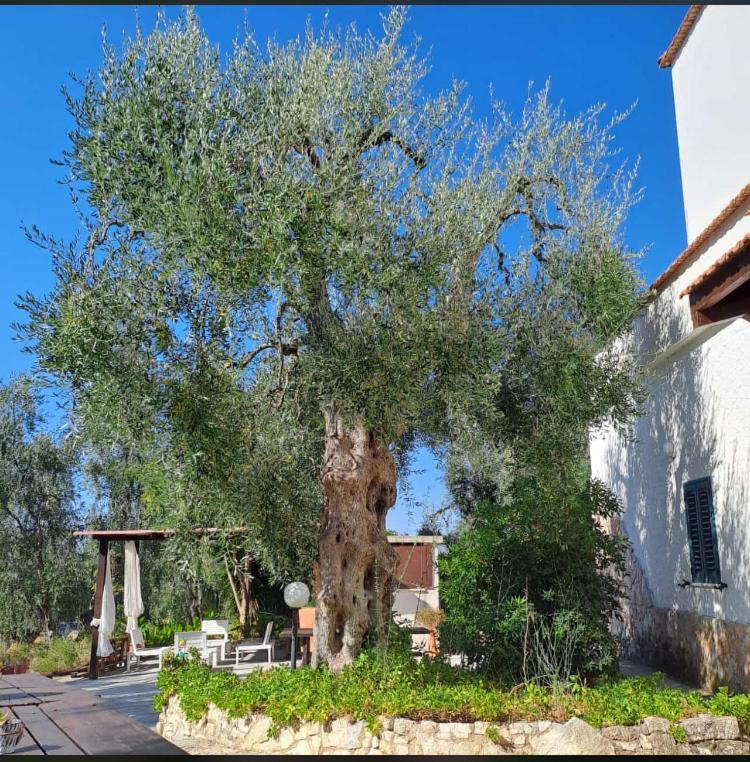 Azienda Agricola B&B Macchiaria Vieste Dış mekan fotoğraf