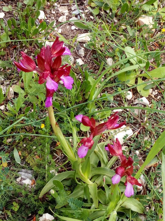 Azienda Agricola B&B Macchiaria Vieste Dış mekan fotoğraf